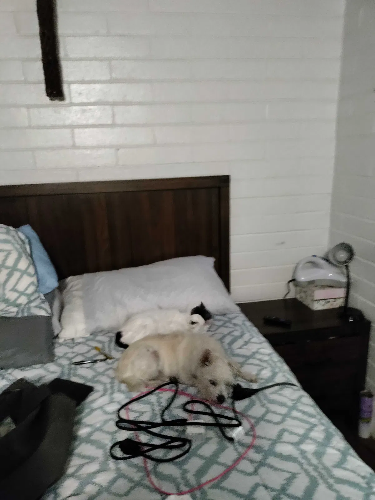 Lost dog in Tucson, AZ, 85712