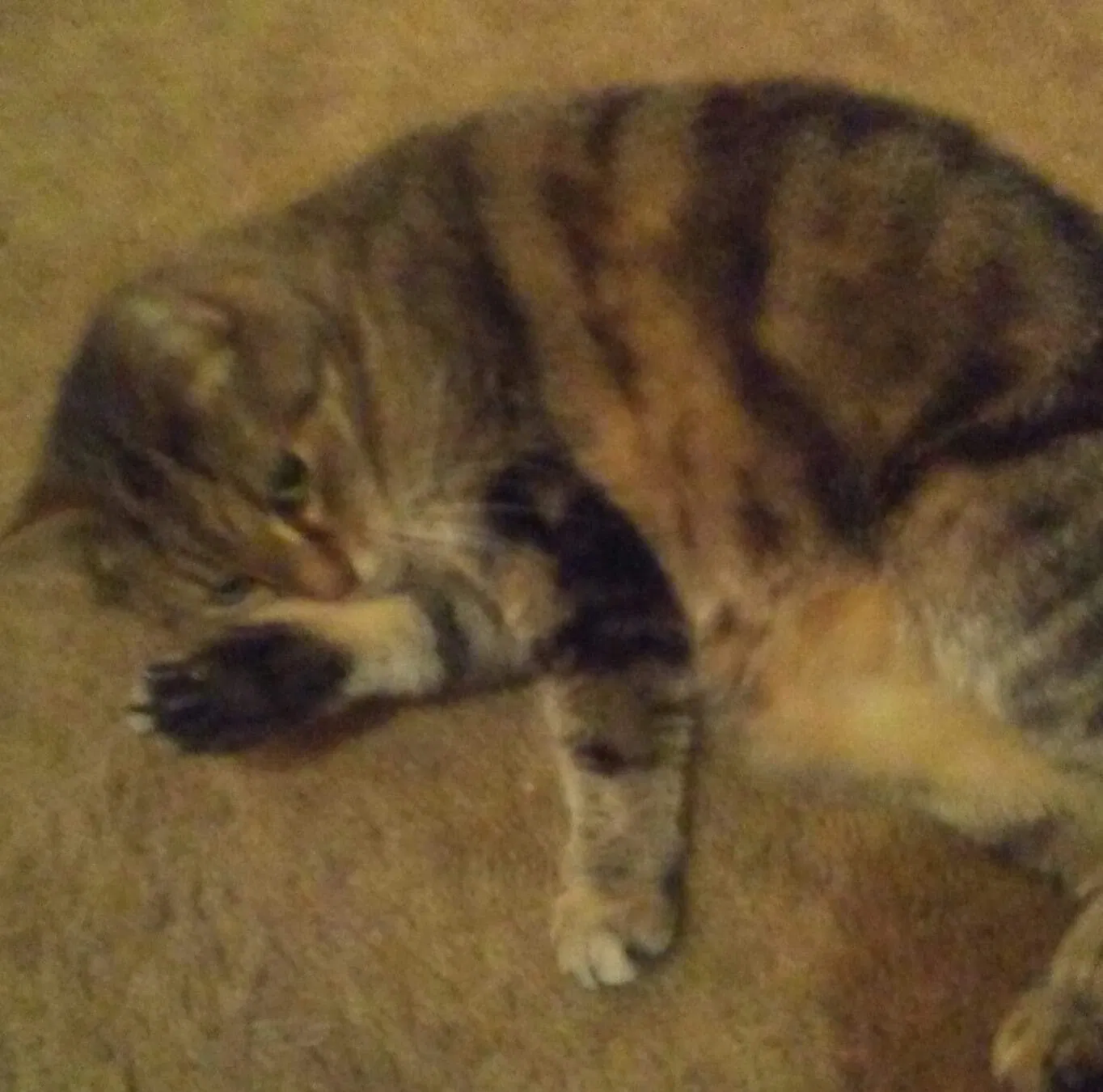 Lost cat in Jacksonville, FL, 32216
