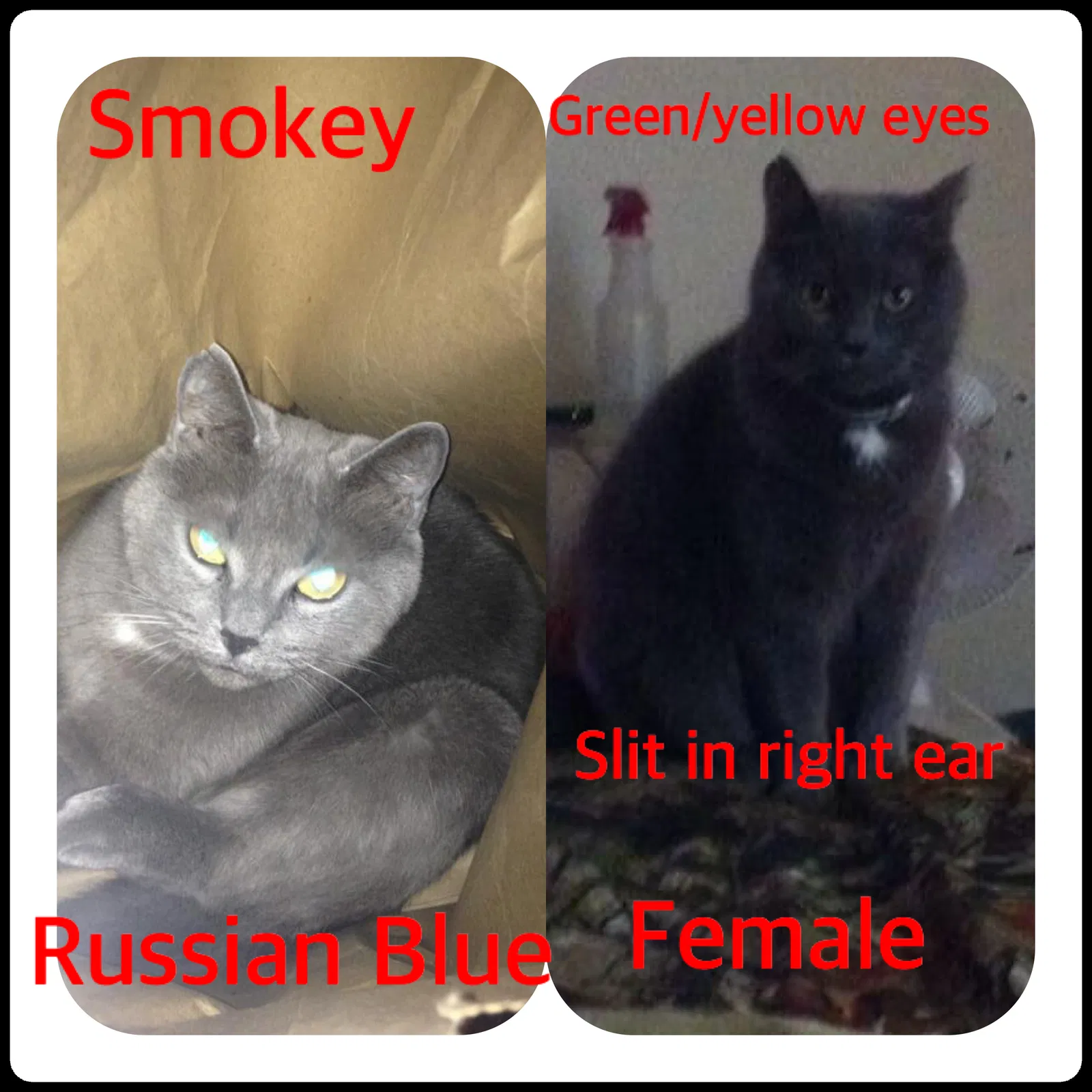 Lost cat in Bay Minette, AL, 36507