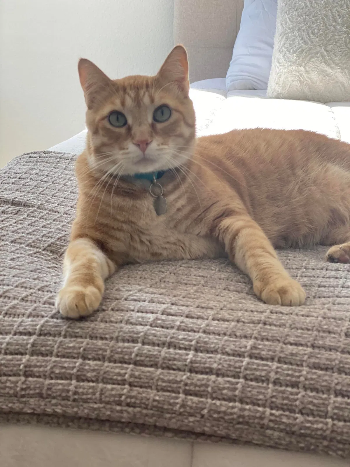 Lost cat in Little Rock, AR, 72204