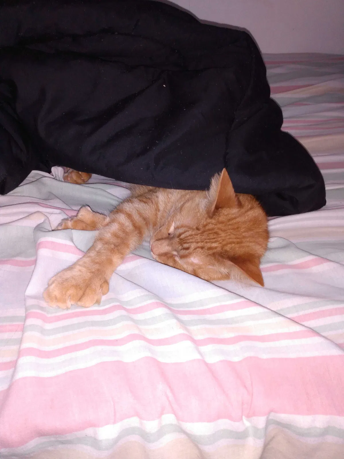 Lost cat in Holland, MI, 49423