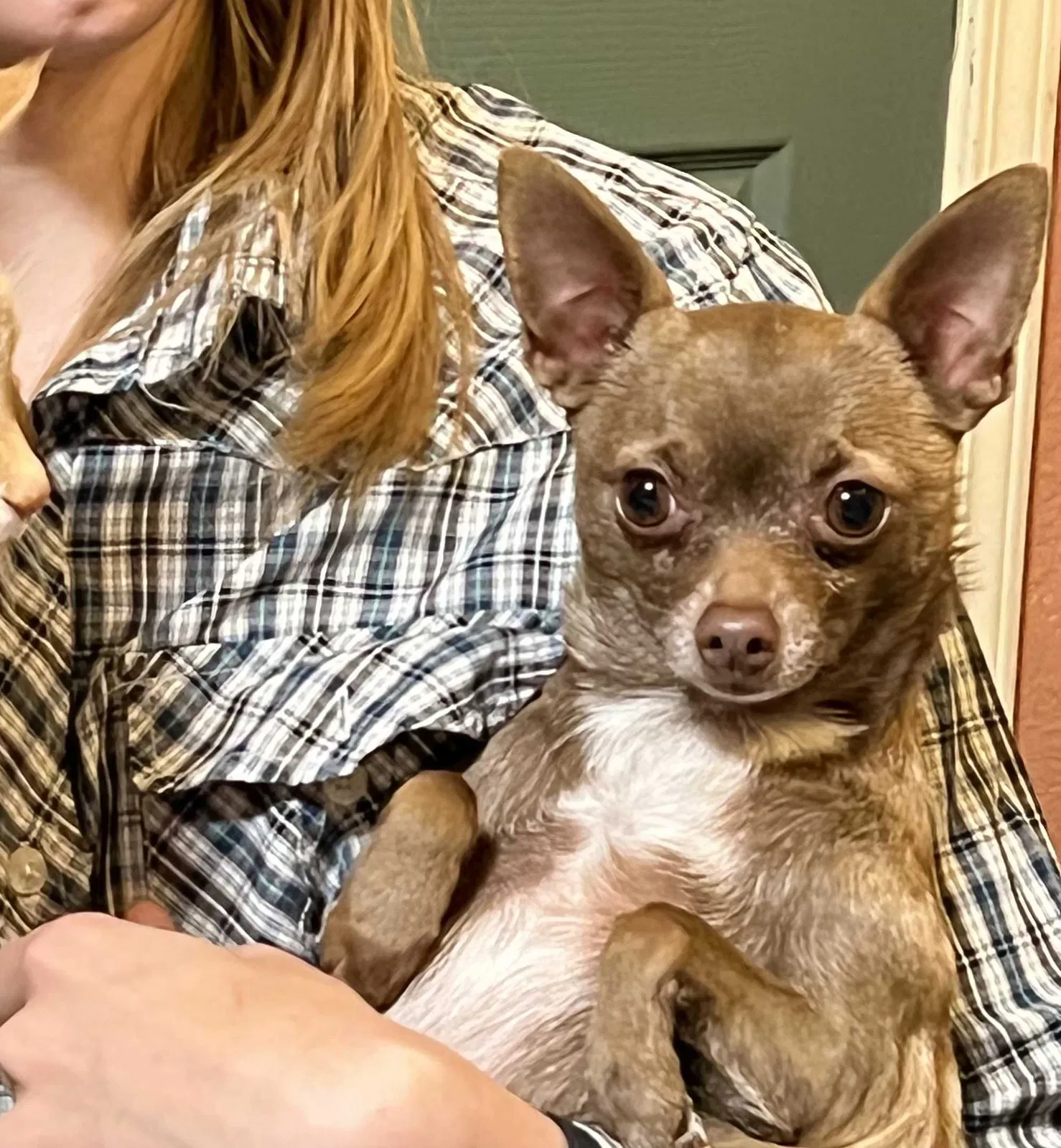 Lost dog in Albuquerque, NM, 87120