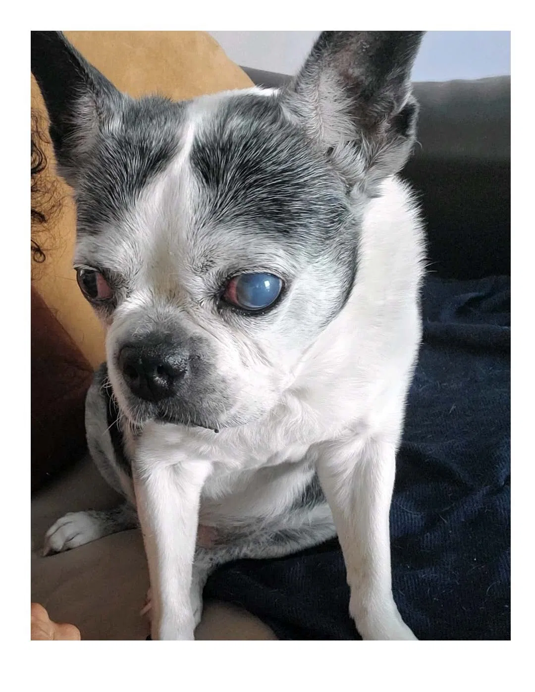 Lost dog in Fort Pierce, FL, 34982