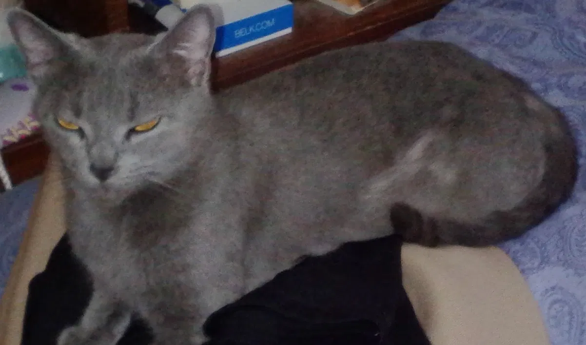 Lost cat in North Augusta, SC, 29841