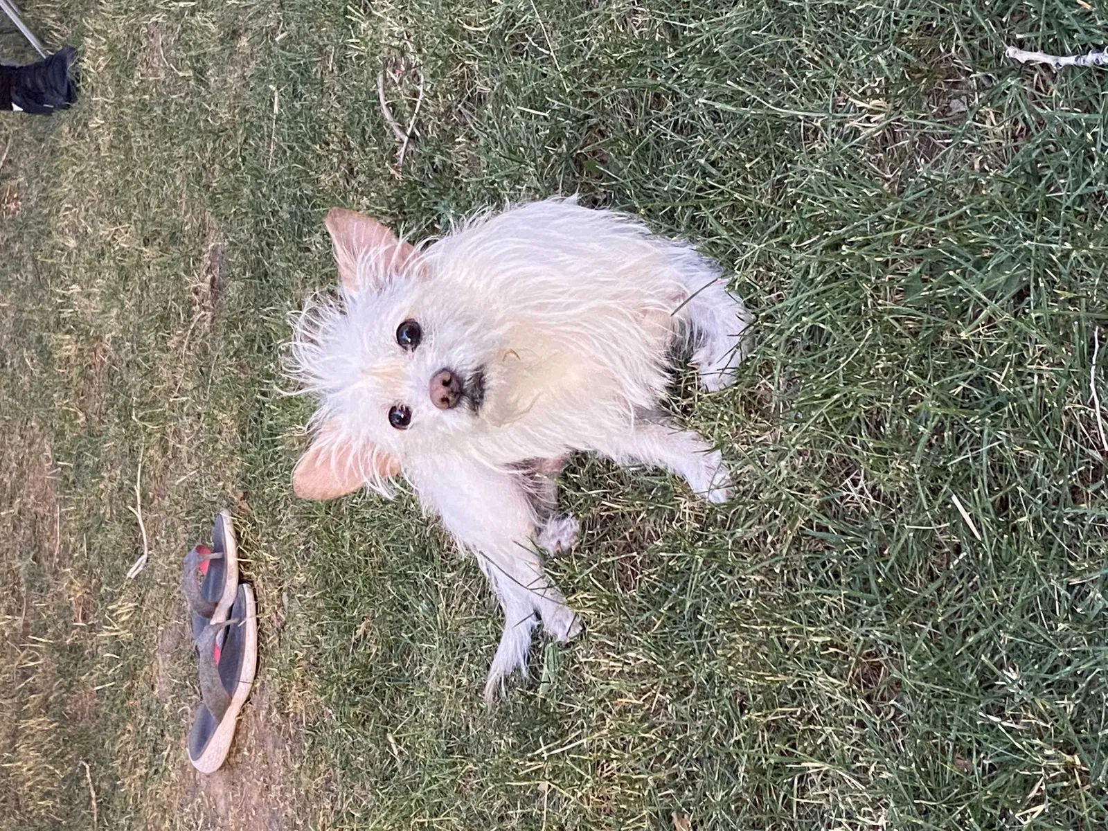 Lost dog in Salt Lake City, UT, 84119