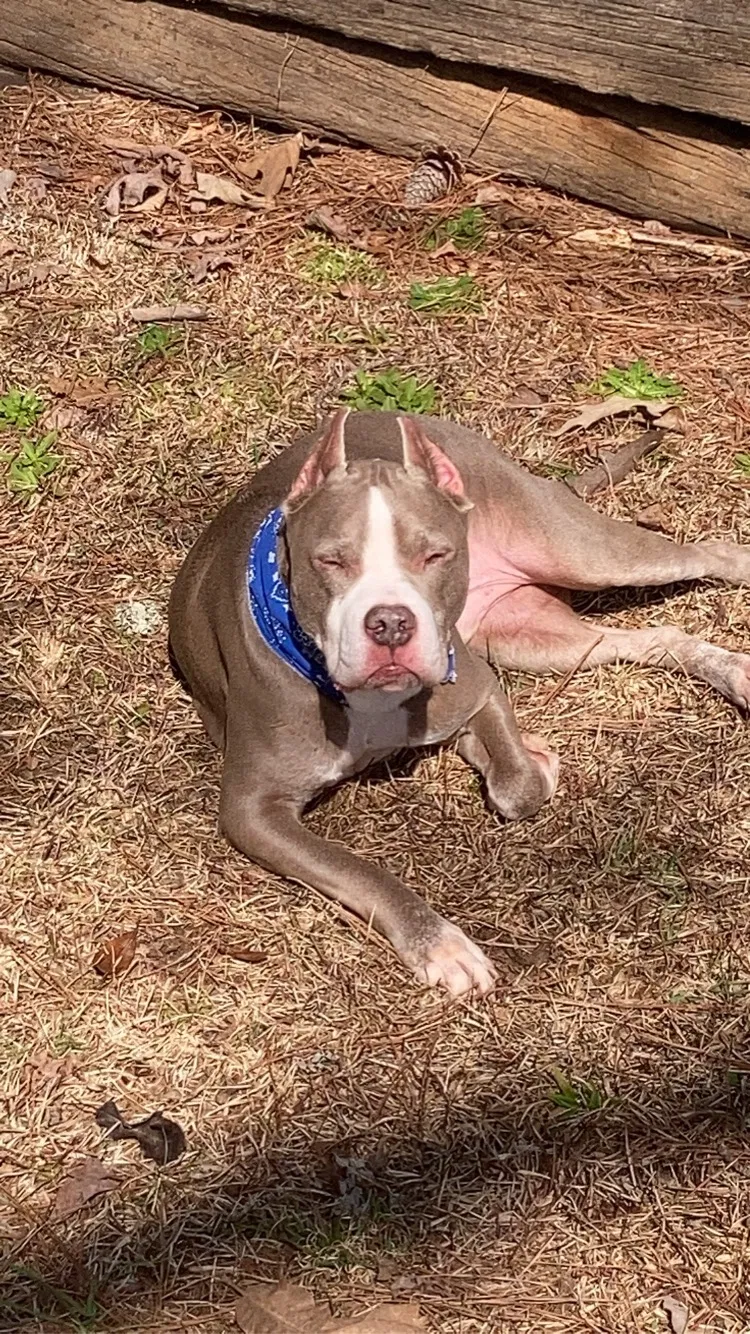 Lost dog in Conyers, GA, 30094
