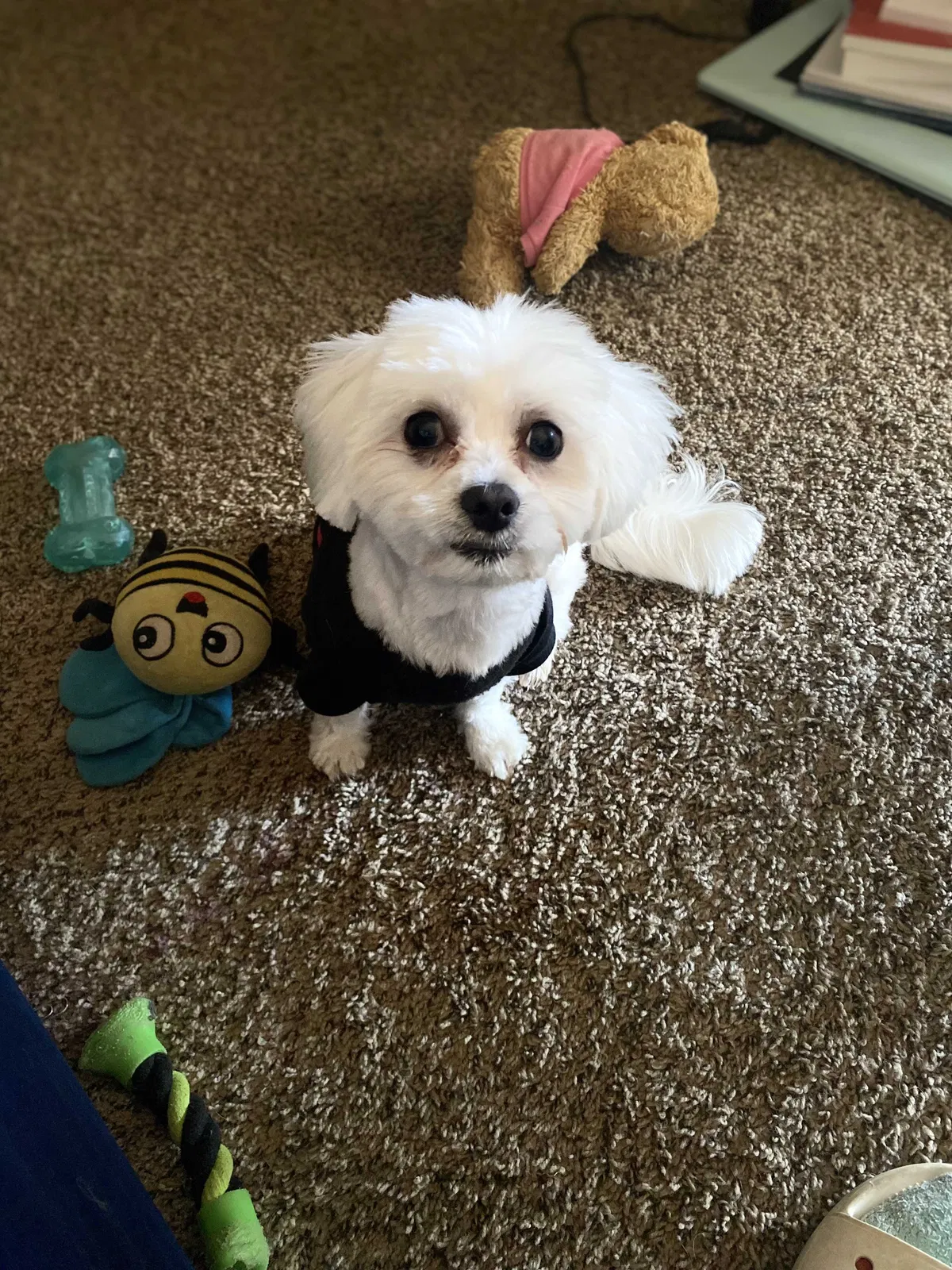 Lost dog in Riverdale, GA, 30274