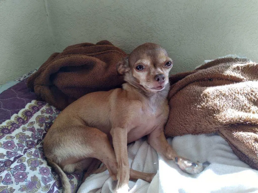 Lost dog in Orange Cove, CA, 93646