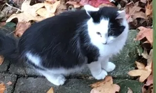 Lost cat in Indianapolis, IN, 46268