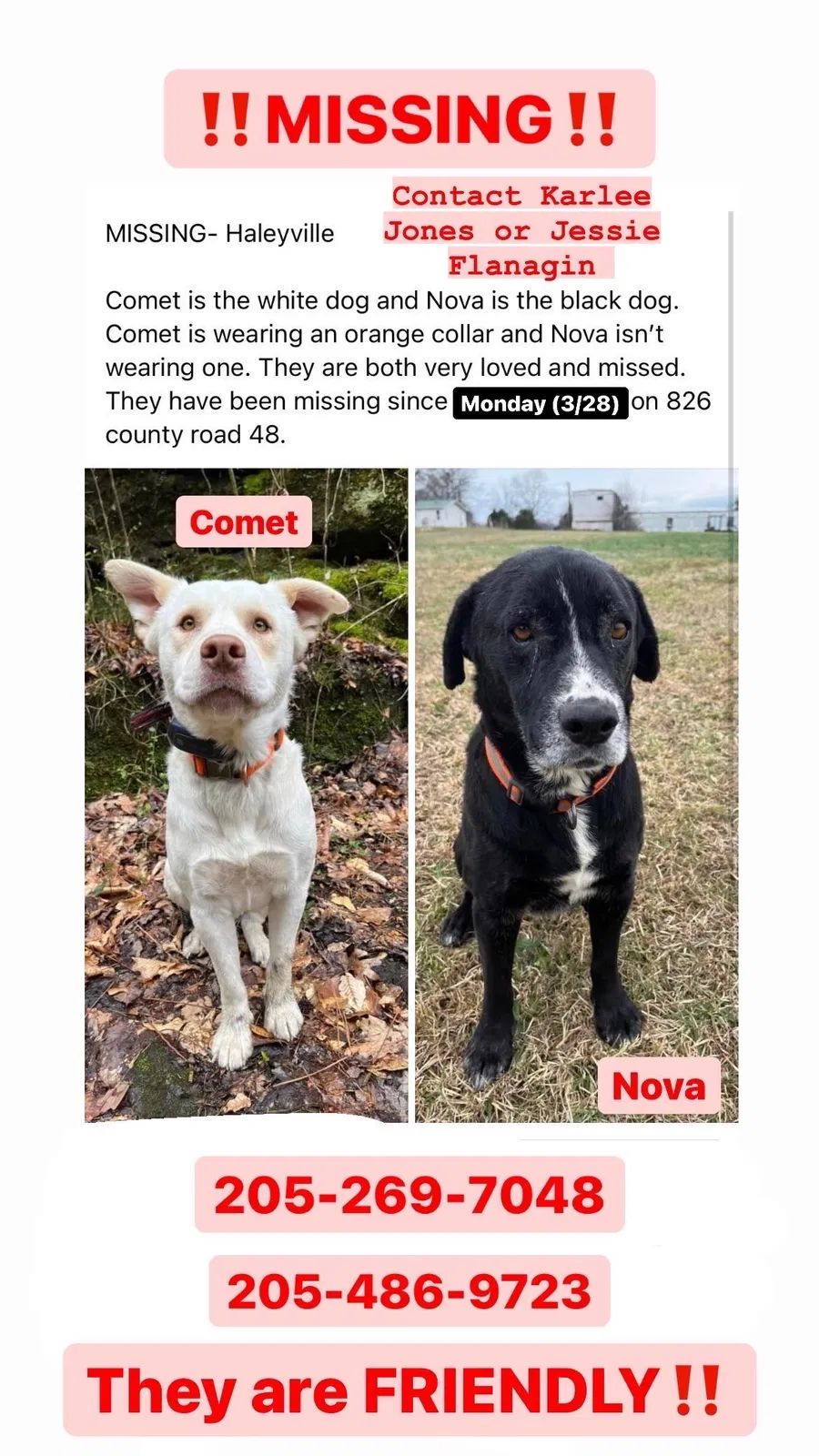 Lost dog in Haleyville, AL, 35565
