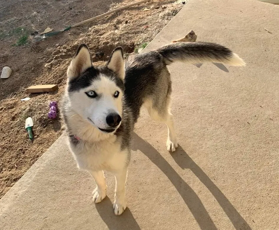 Lost dog in Fort Lupton, CO, 80621