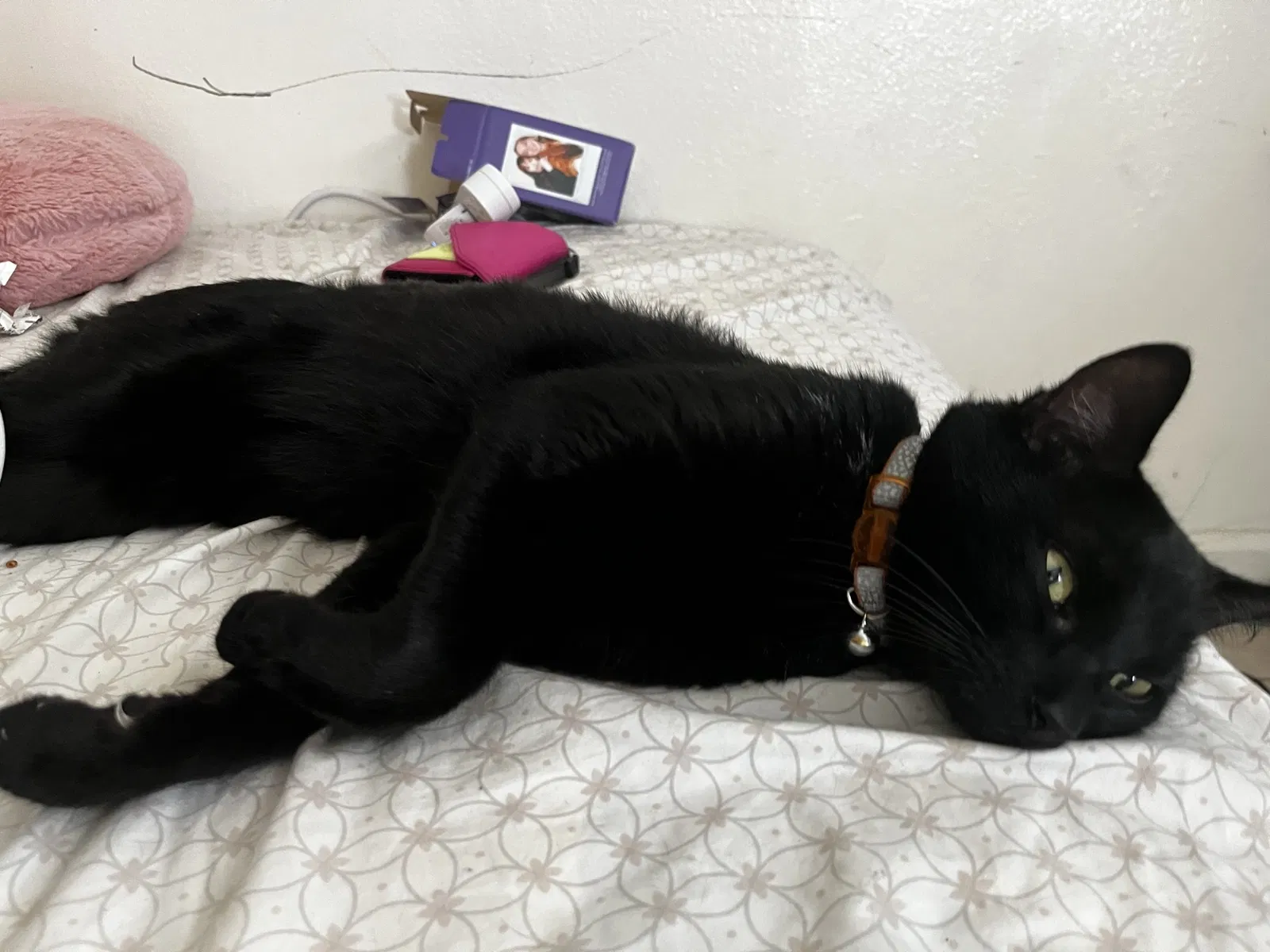 Lost cat in Orlando, FL, 32839
