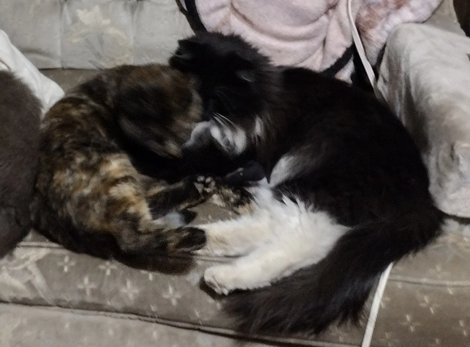 Lost cat in Albuquerque, NM, 87123
