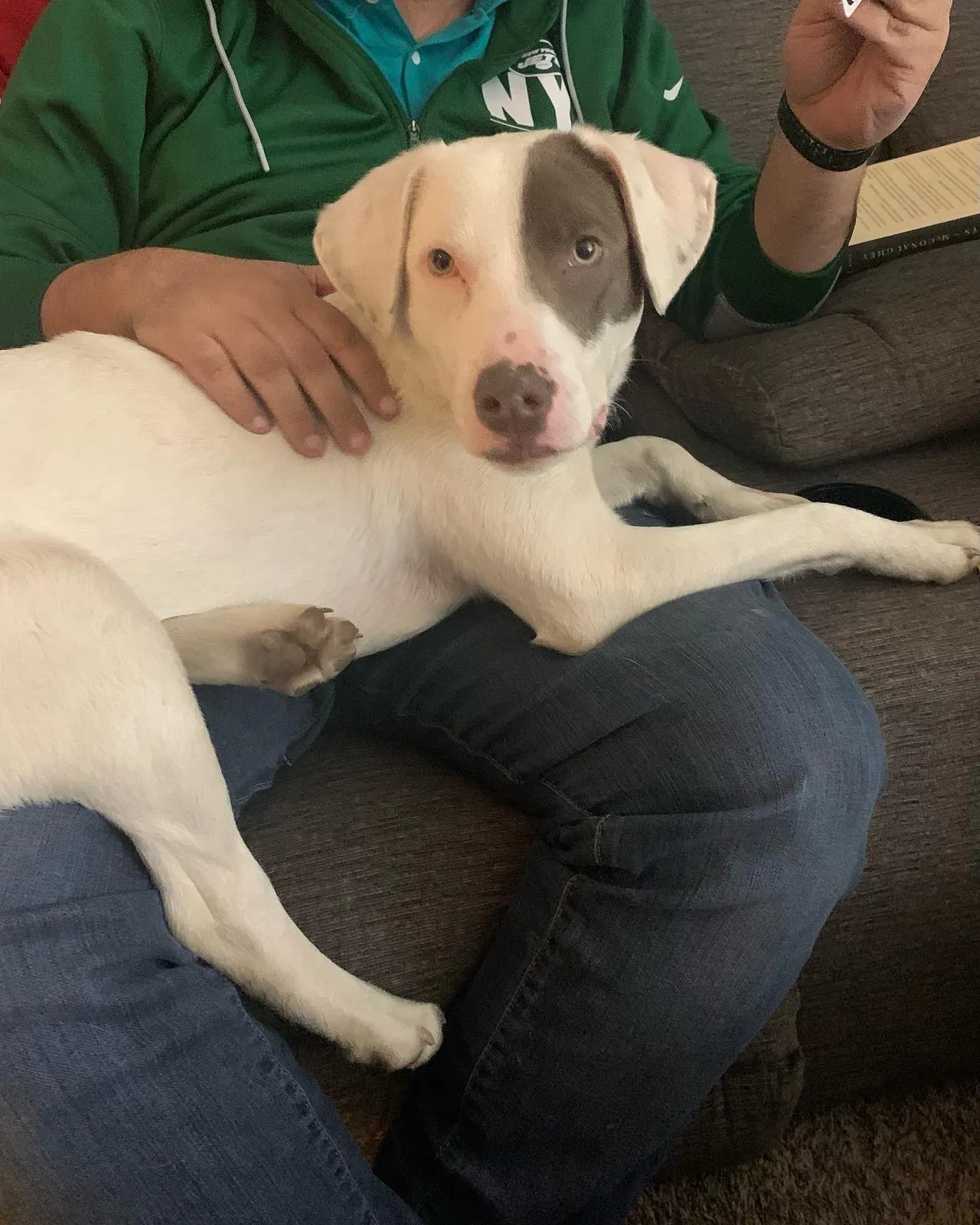 Lost dog in Kansas City, MO, 64152