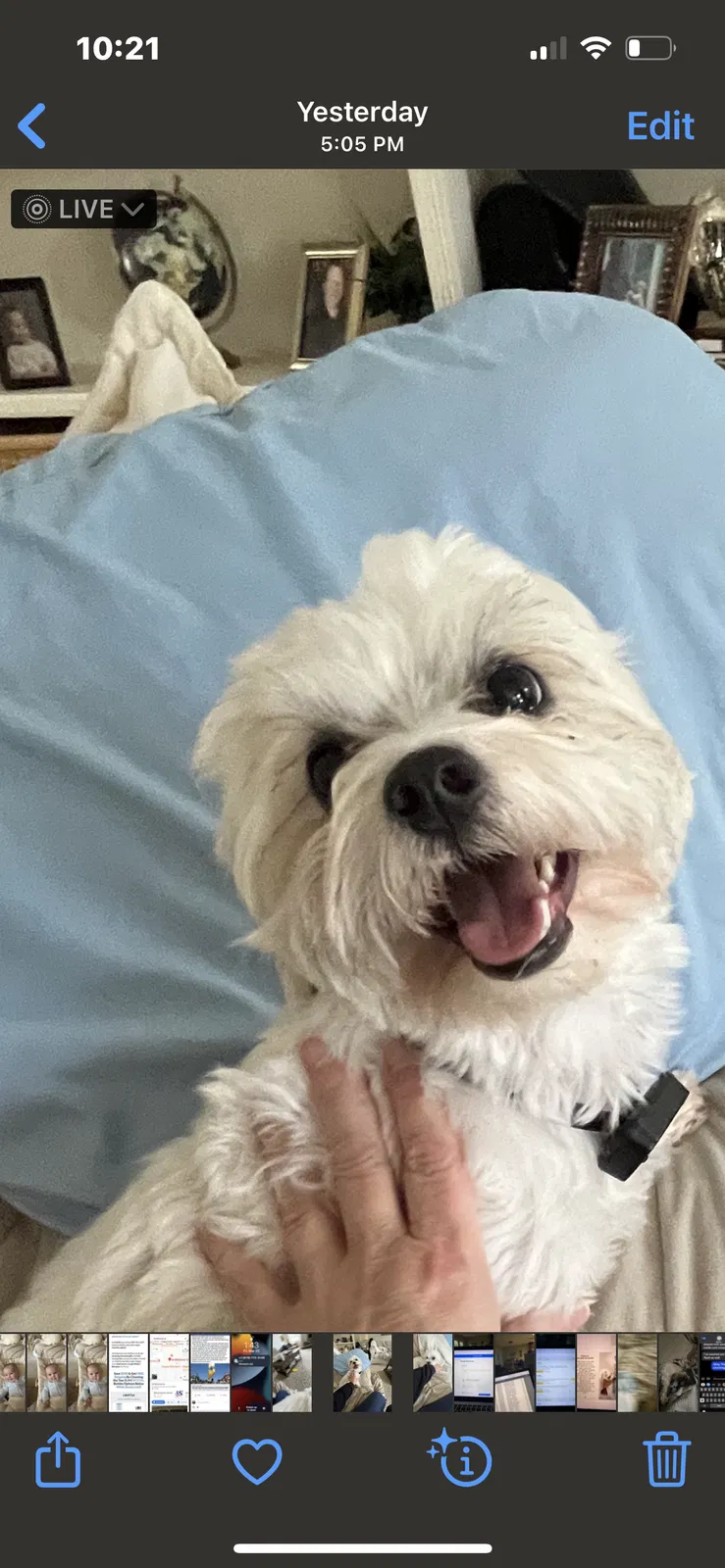 Lost dog in Acworth, GA, 30101