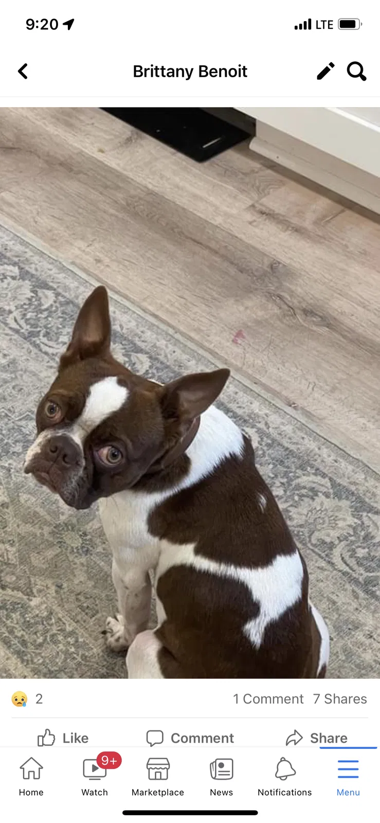 Lost dog in Lafayette, LA, 70507
