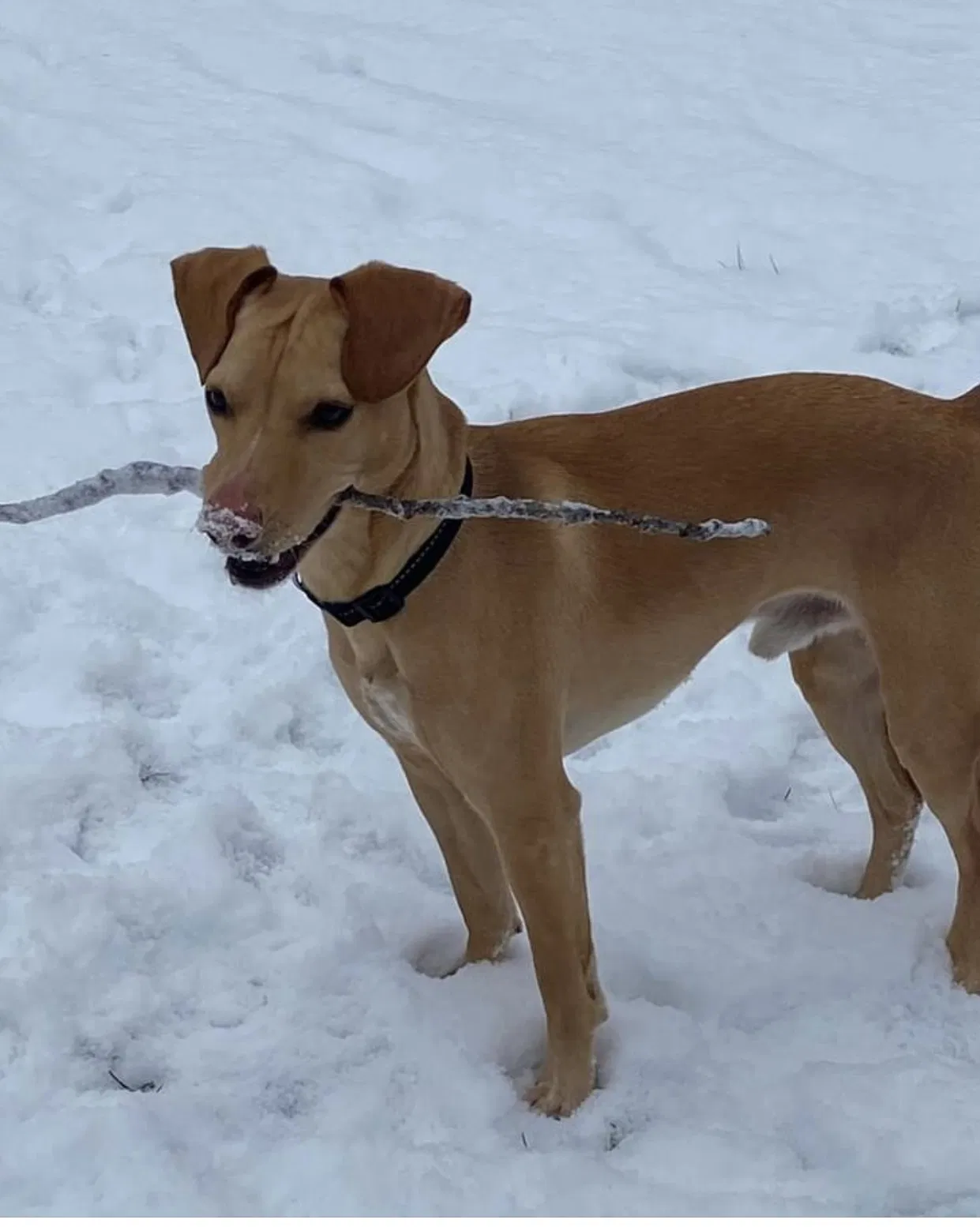 Lost dog in Columbus, OH, 43227