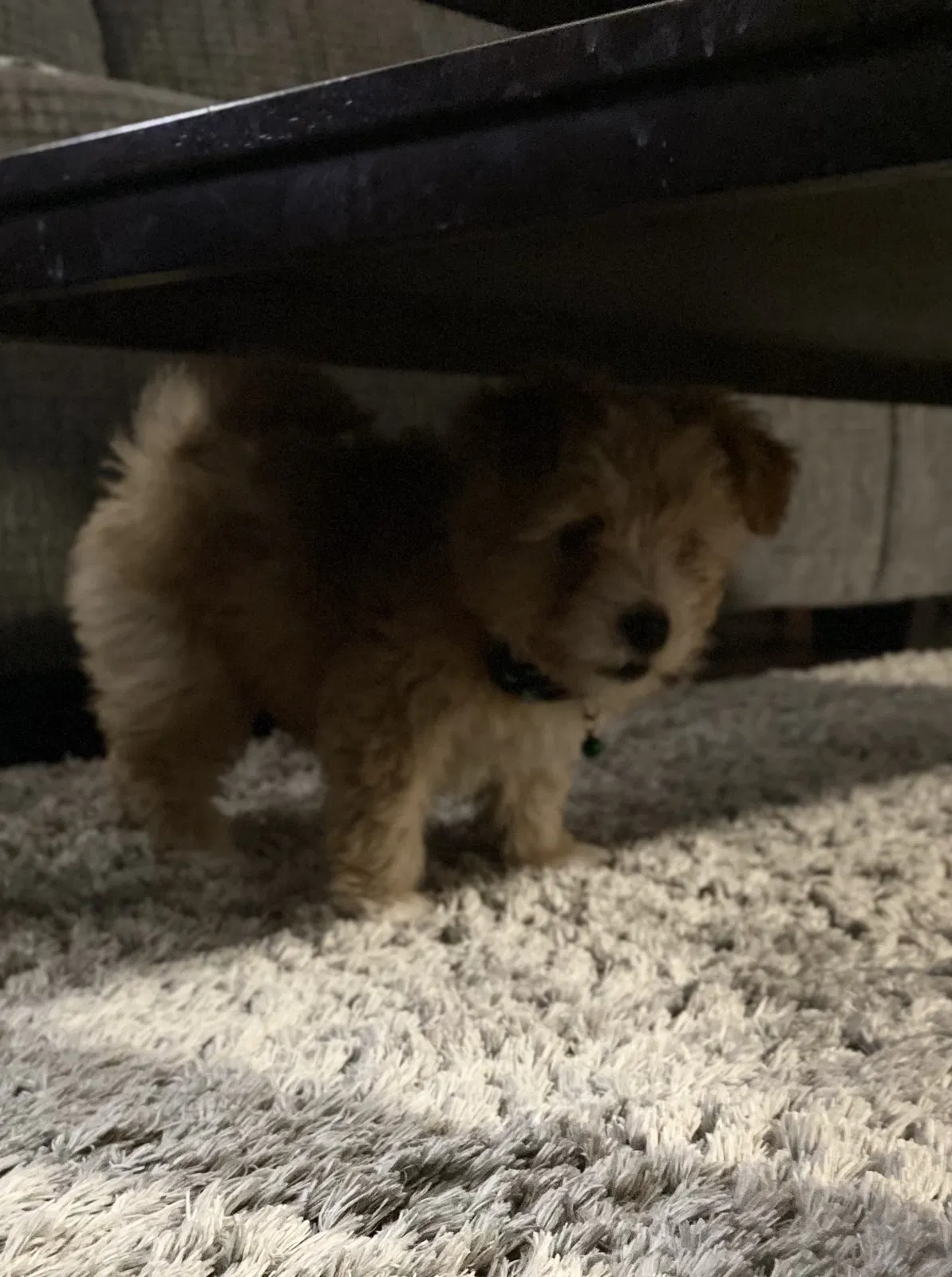 Lost dog in Fort Worth, TX, 76112