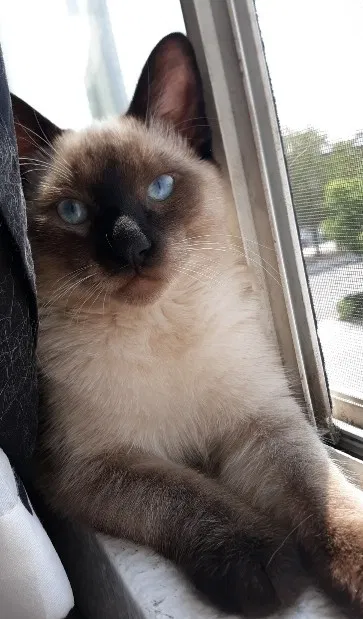 Lost cat in Albuquerque, NM, 87120