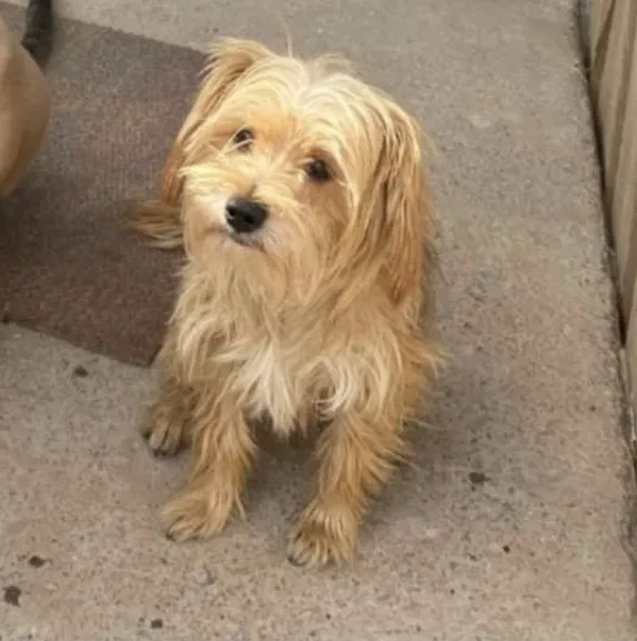Lost dog in El Paso, TX, 79932
