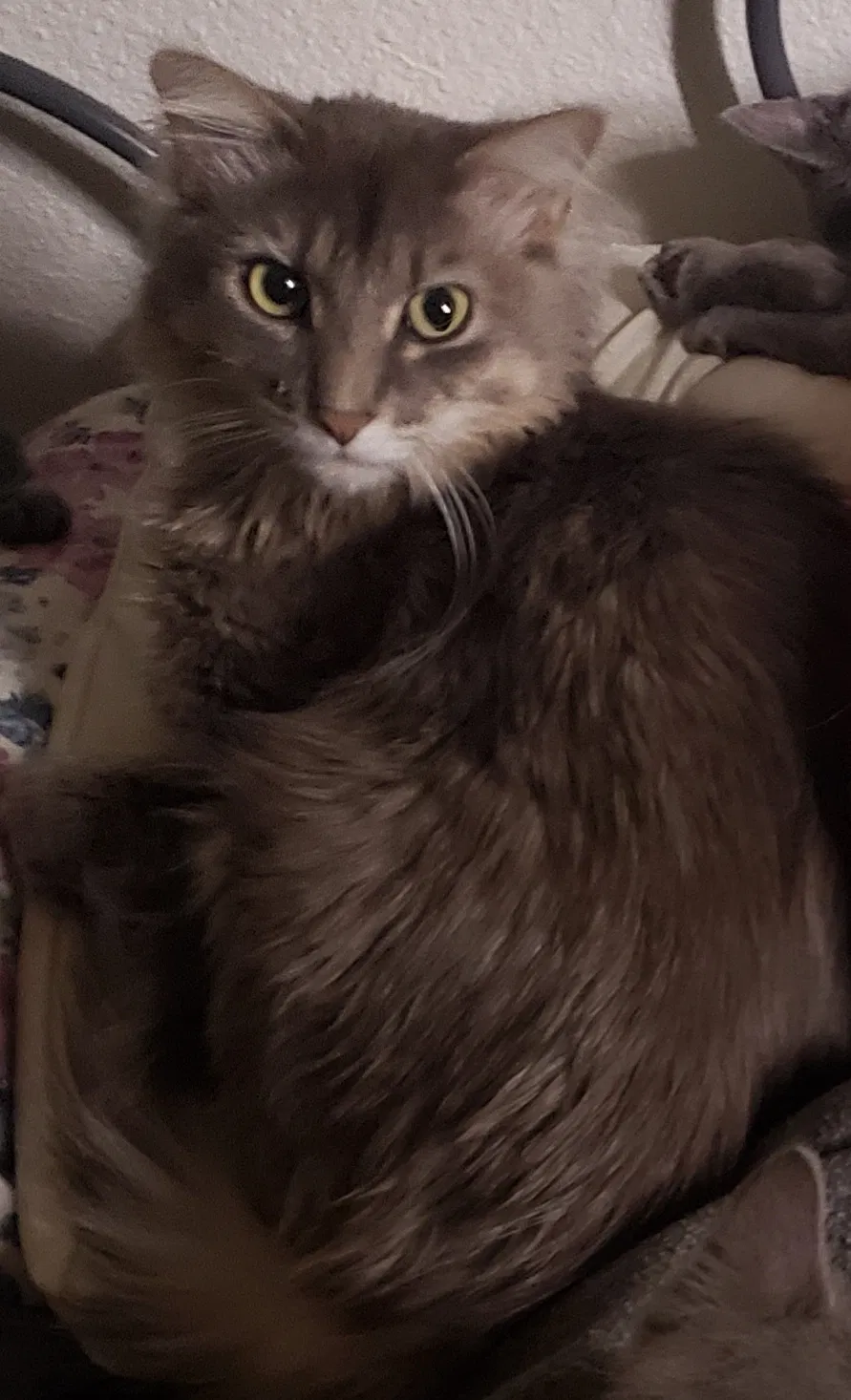 Lost cat in Phoenix, AZ, 85035