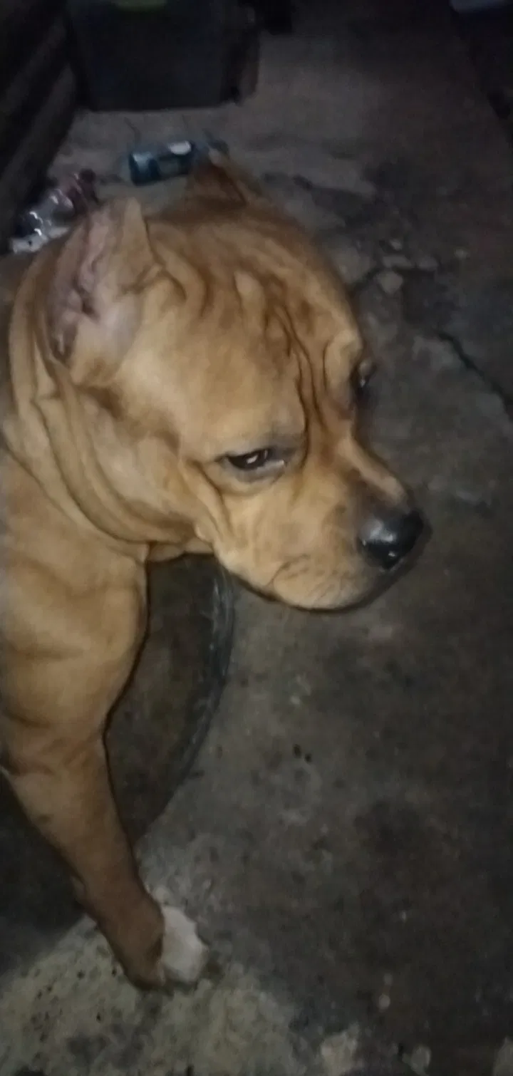 Lost dog in Pasadena, TX, 77506