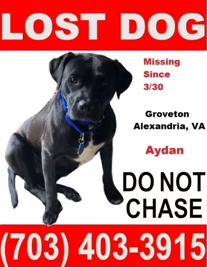 Lost dog in Alexandria, VA, 22306