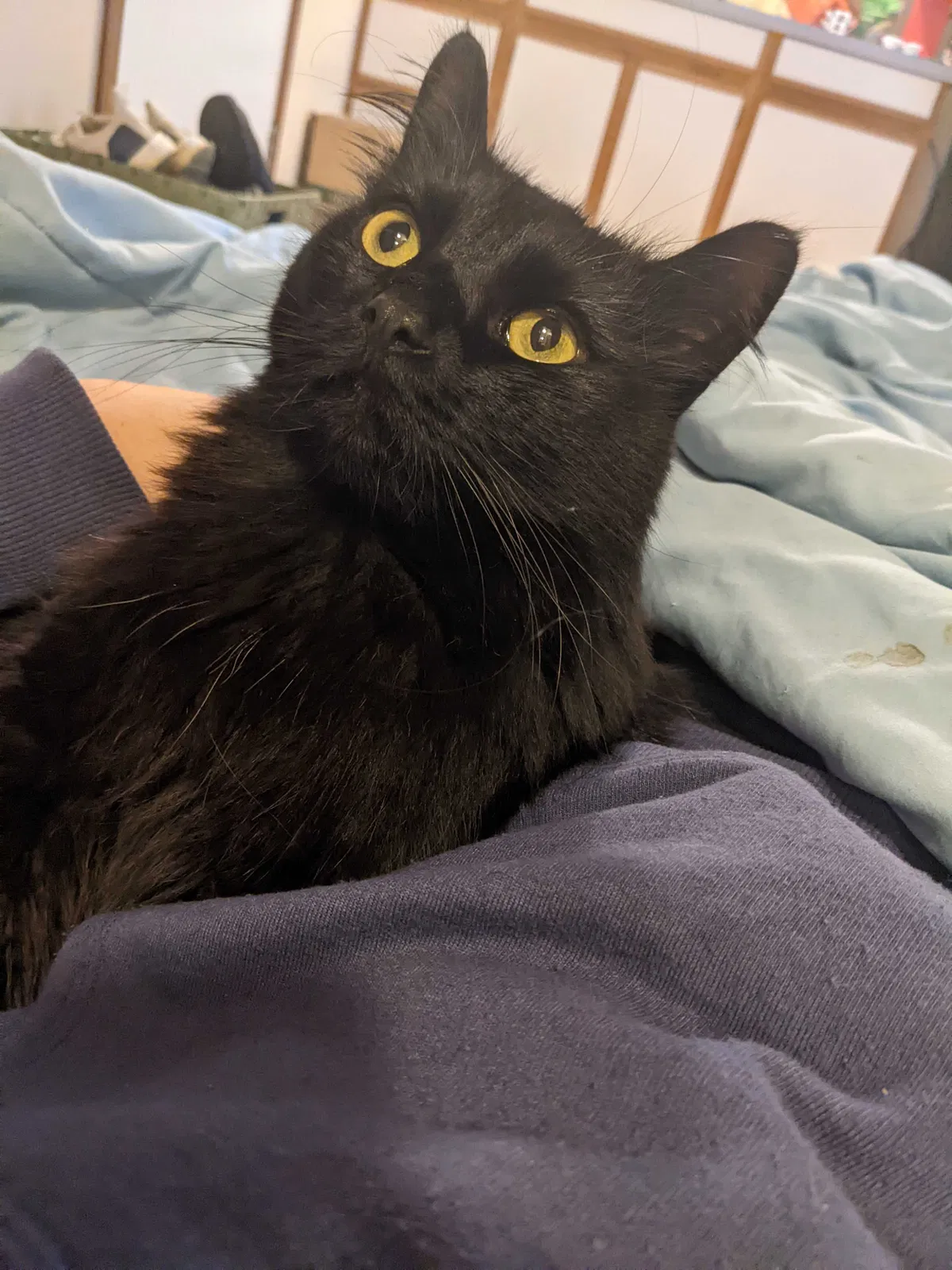 Lost cat in Port Townsend, WA, 98368