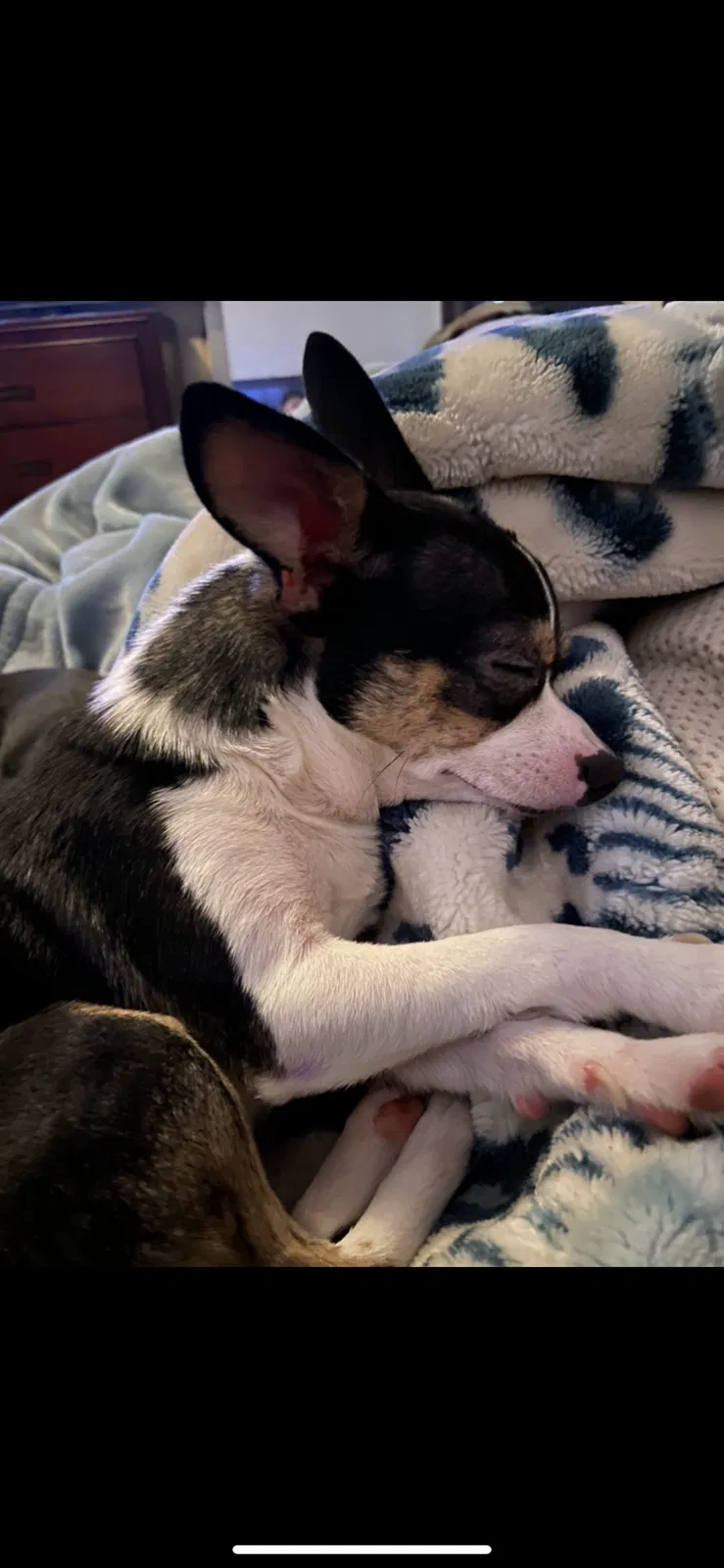 Lost dog in Grand Prairie, TX, 75050