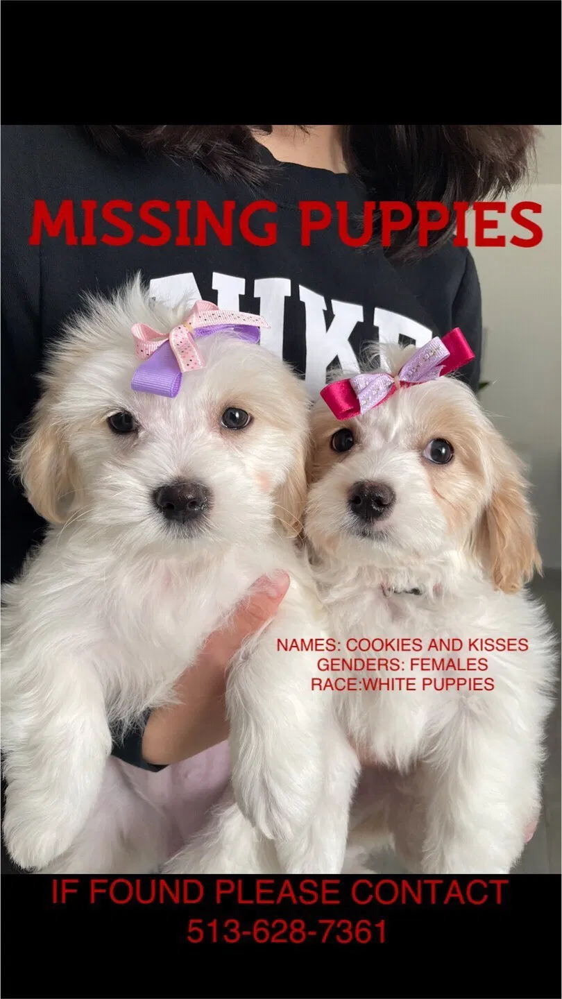 Lost dog in Cincinnati, OH, 45240