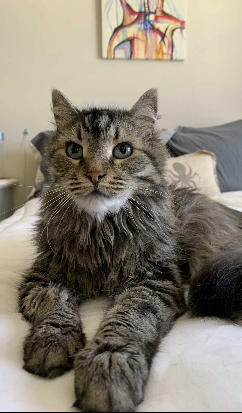 Lost cat in Atlanta, GA, 30337