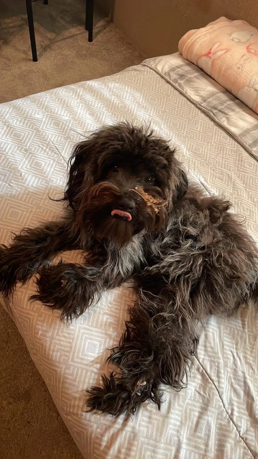 Lost dog in Plano, TX, 75074