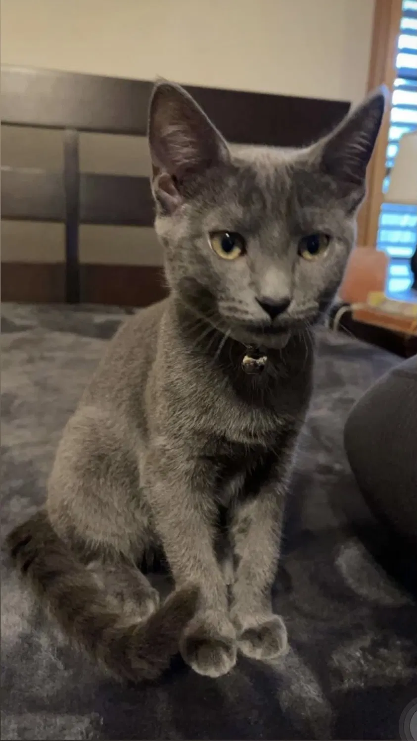 Lost cat in Miami, FL, 33157