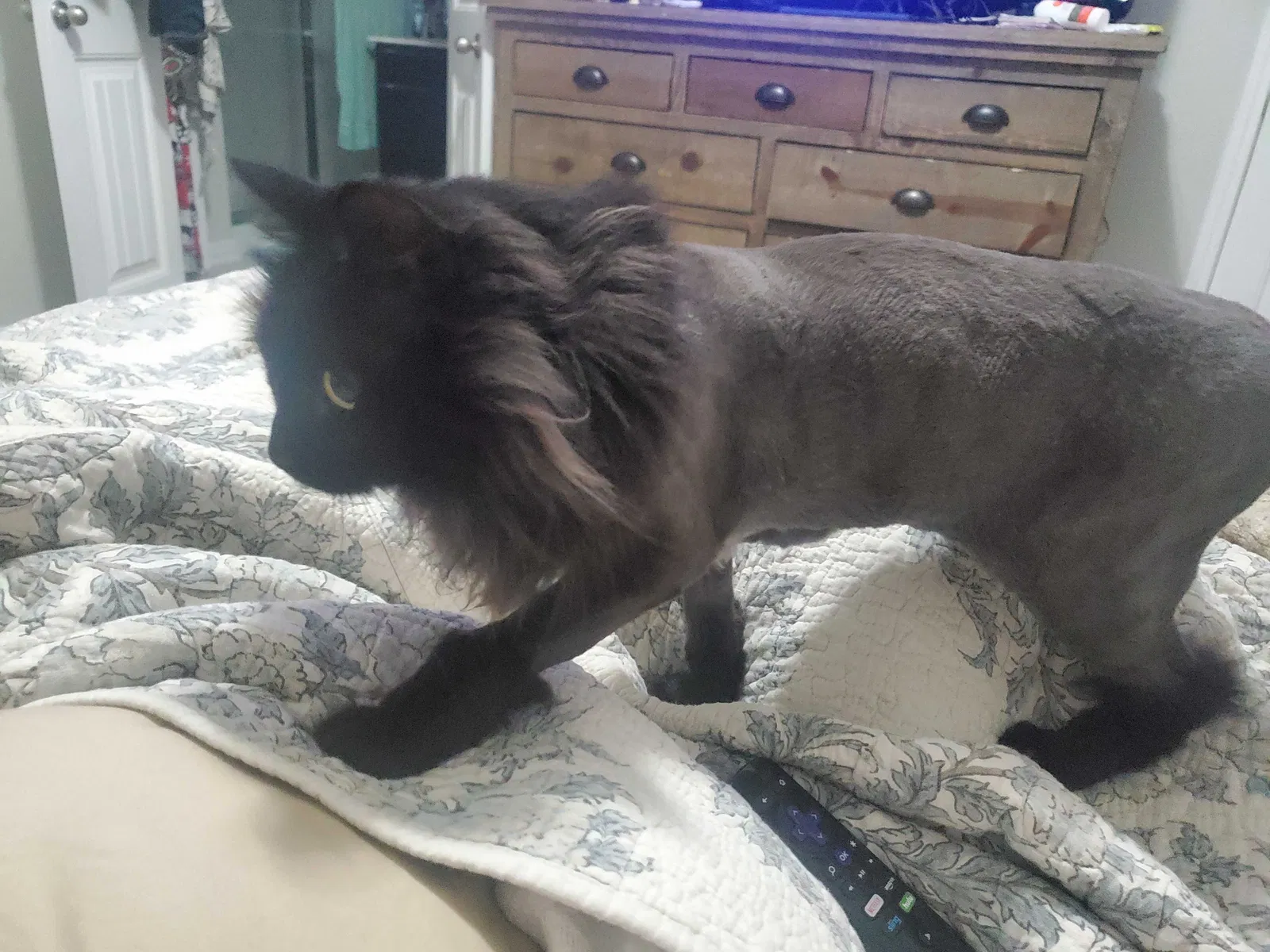 Lost cat in San Antonio, TX, 78244