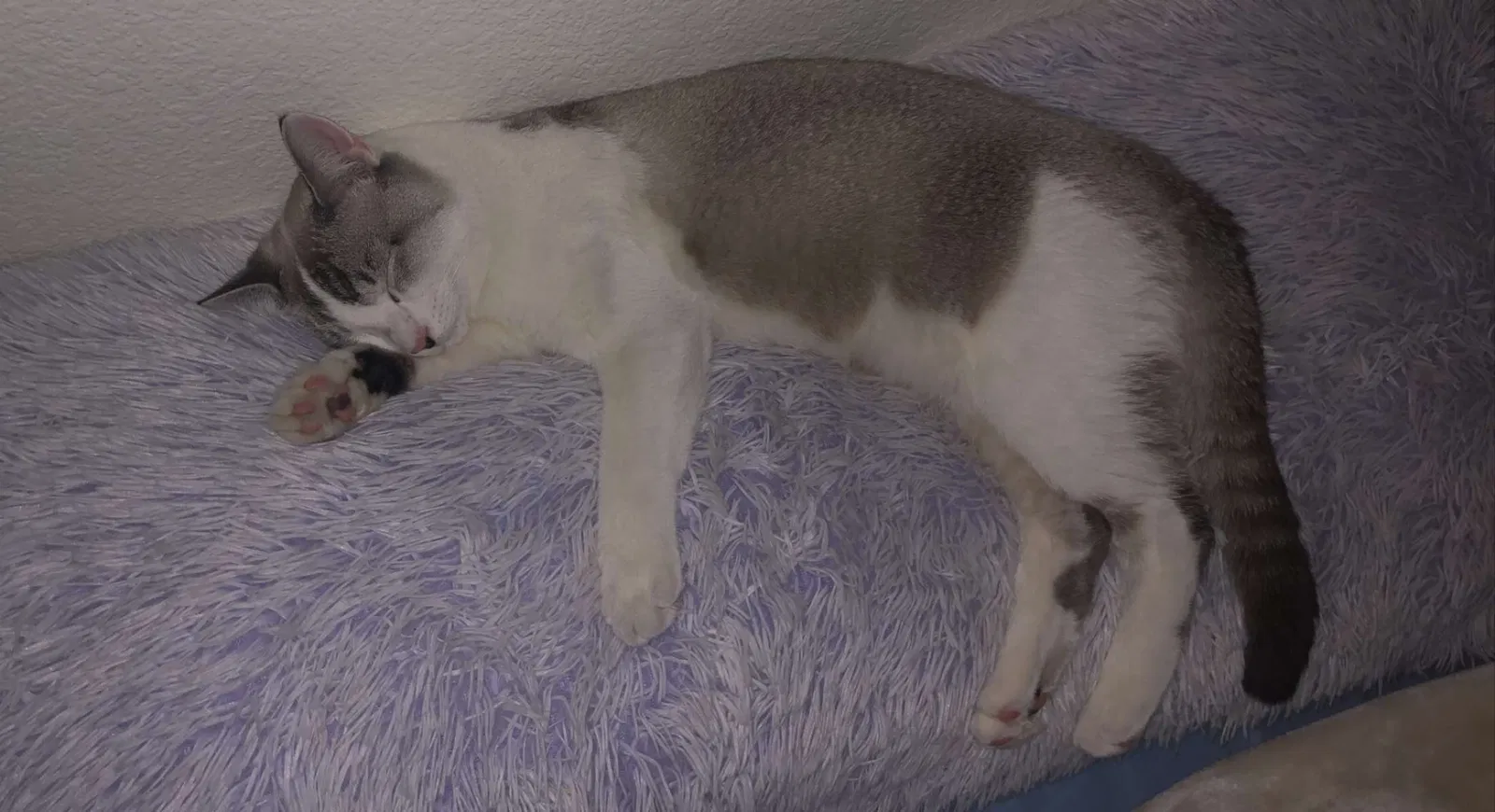 Lost cat in Rio Rancho, NM, 87124