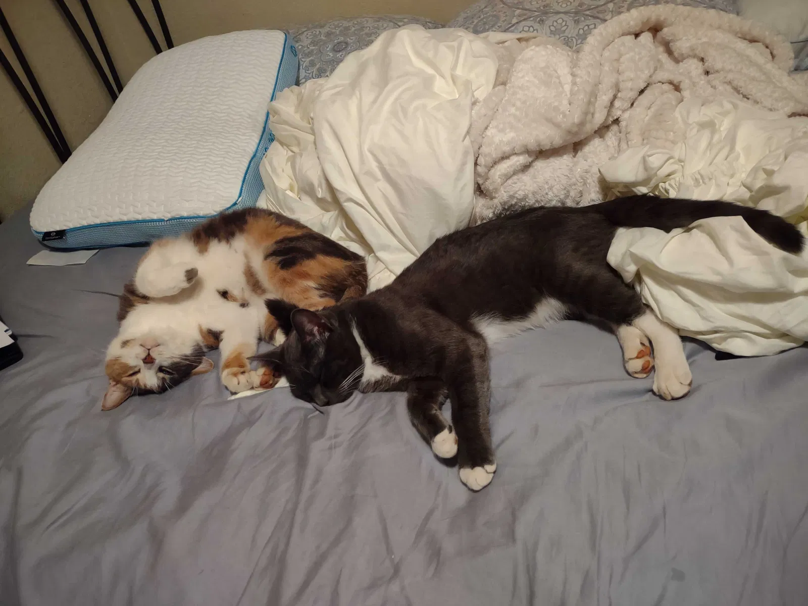 Lost cat in Salem, OR, 97302