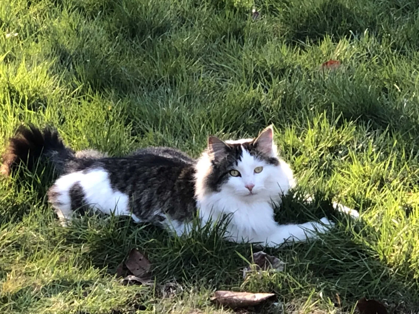 Lost cat in Seattle, WA, 98168