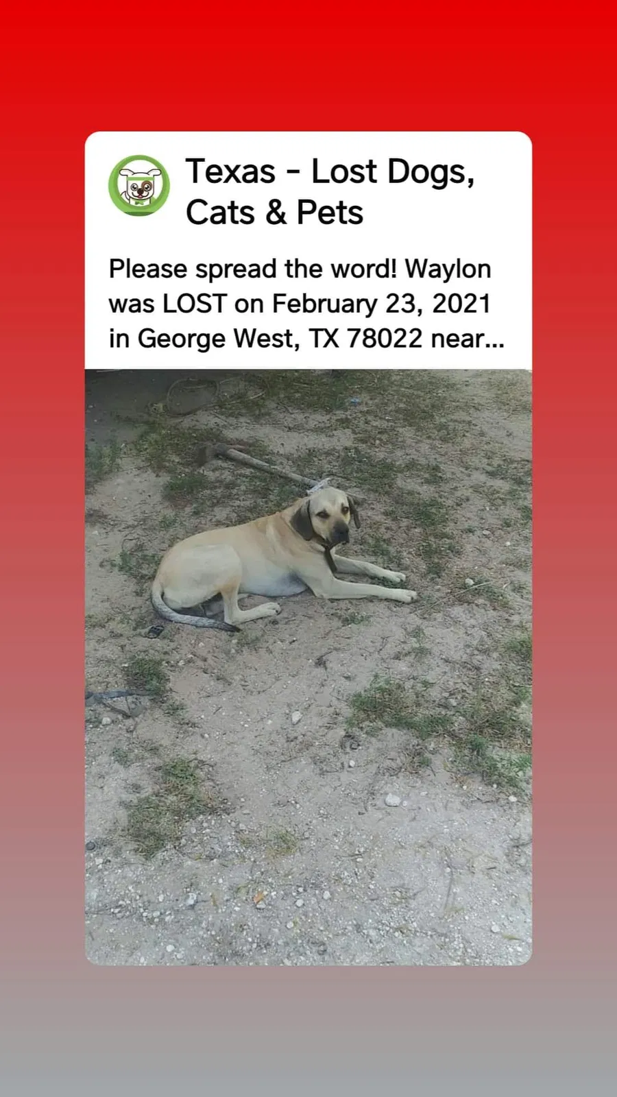 Lost dog in George West, TX, 78022