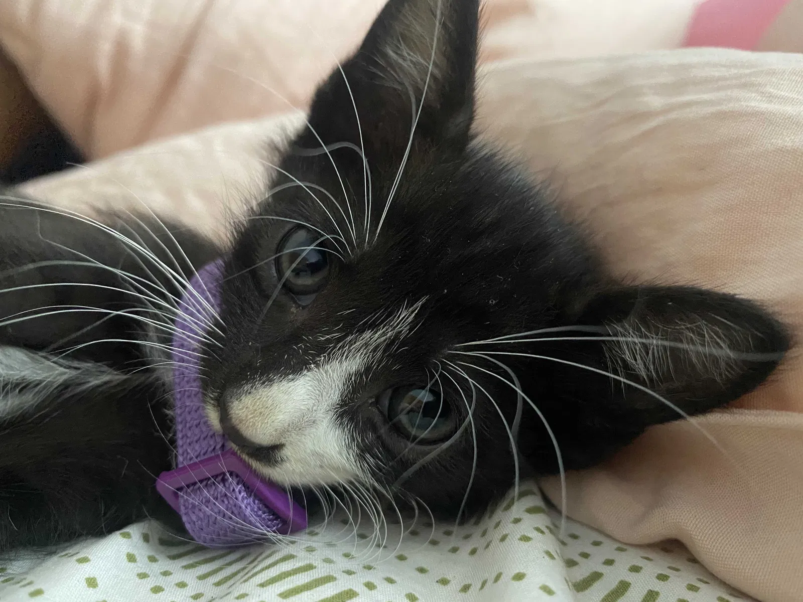 Lost cat in West Palm Beach, FL, 33401
