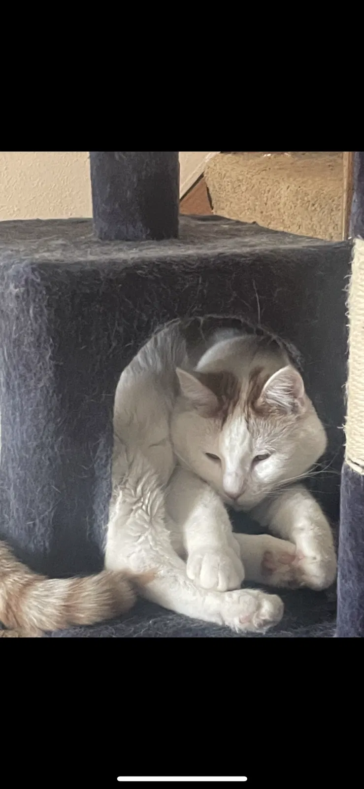 Lost cat in Wabasha, MN, 55981