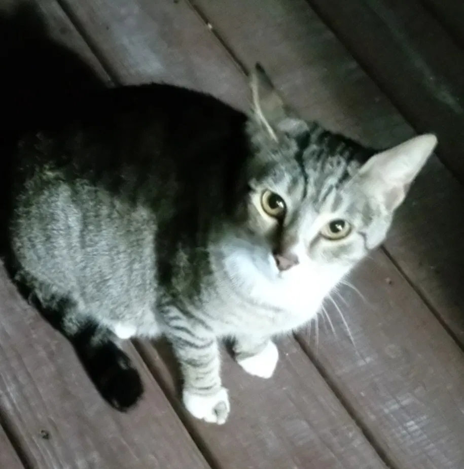 Found cat in Athens, TN, 37303