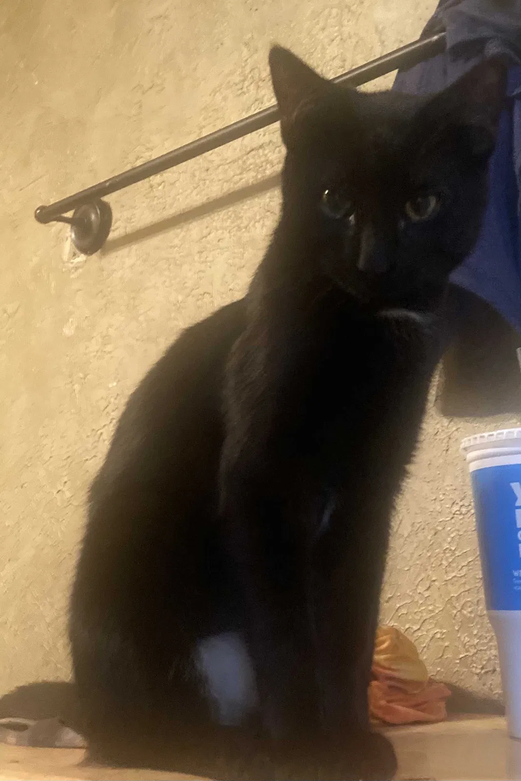 Lost cat in Springfield, MO, 65807