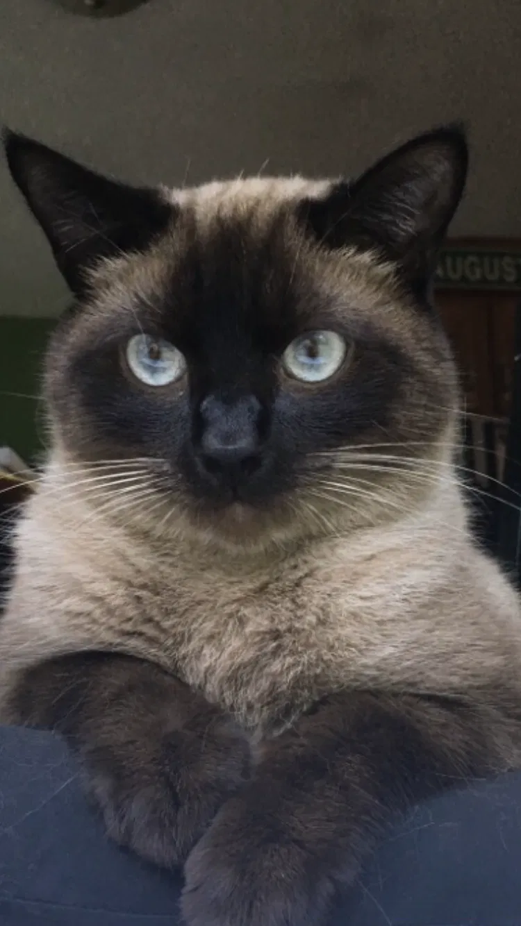 Lost cat in Silver Springs, FL, 34488