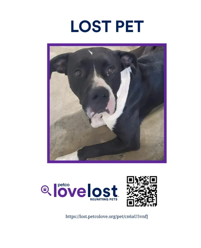 Lost dog in Mobile, AL, 36606