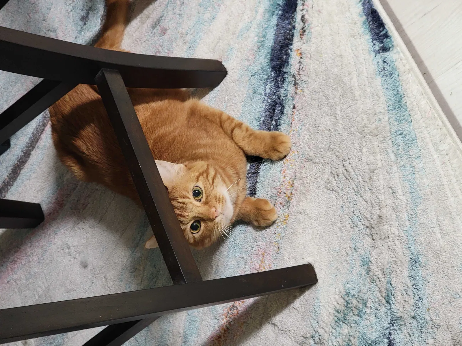 Lost cat in Lafayette, LA, 70508