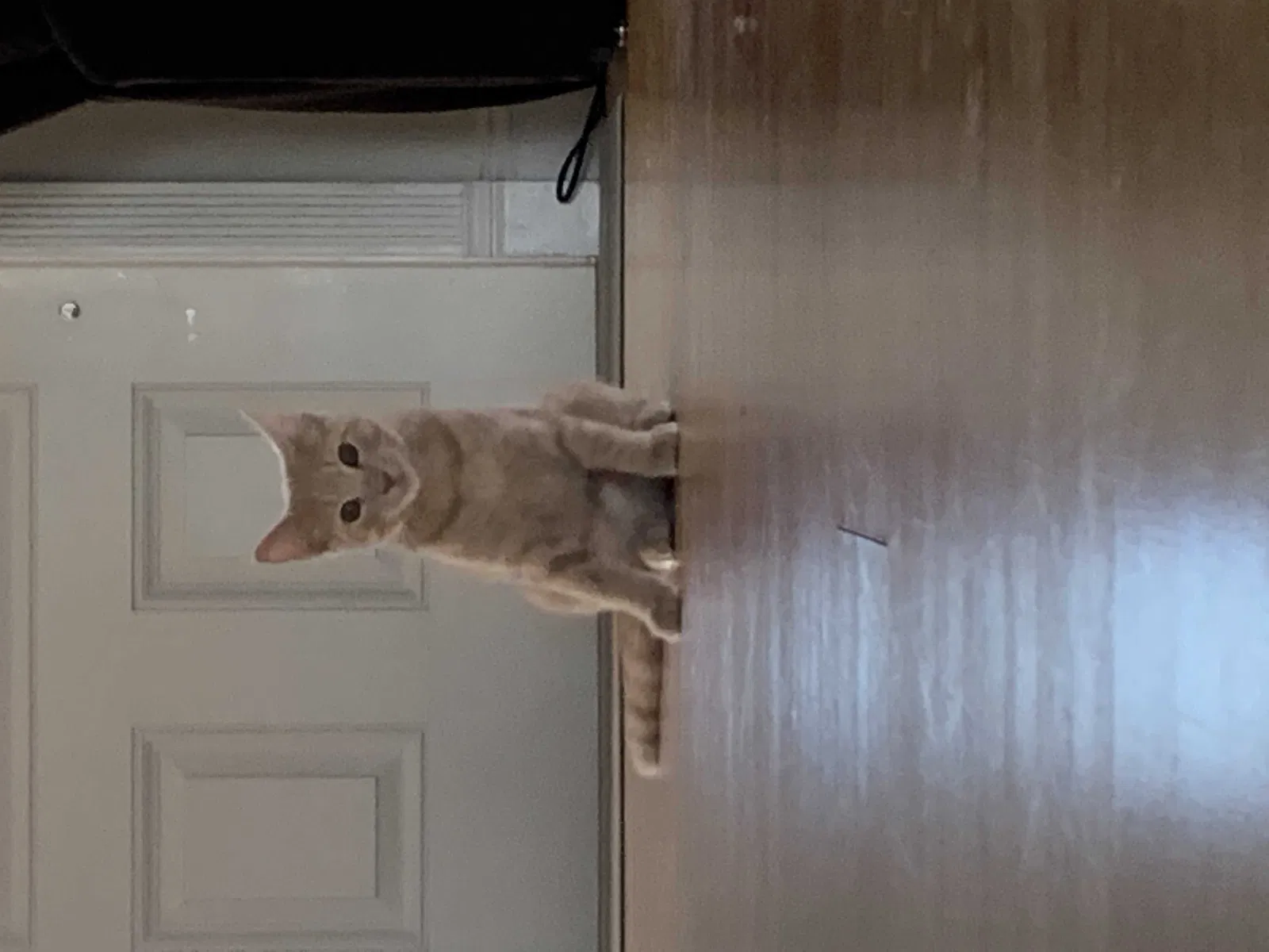 Lost cat in Miami, FL, 33157