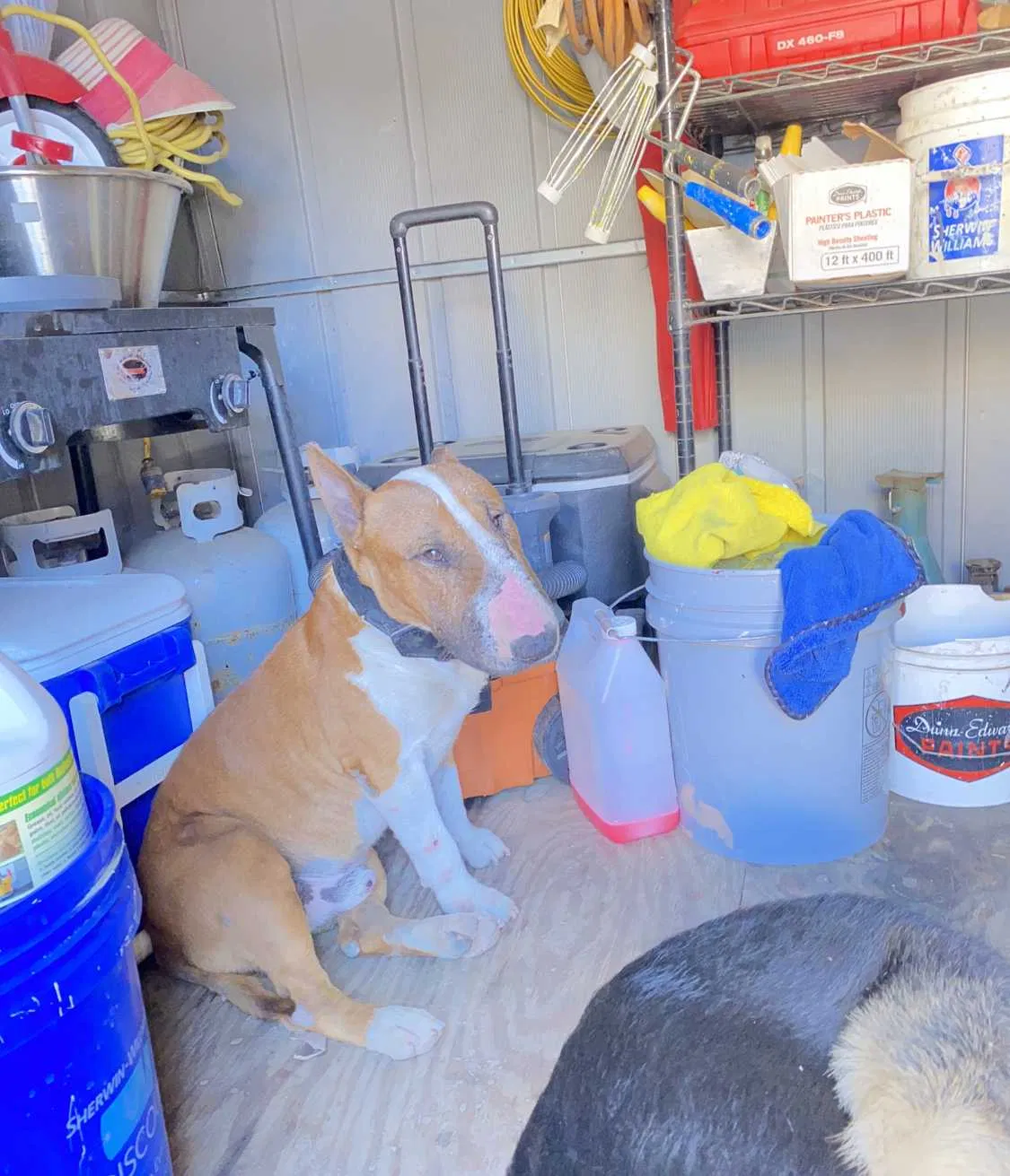 Lost dog in Fontana, CA, 92335