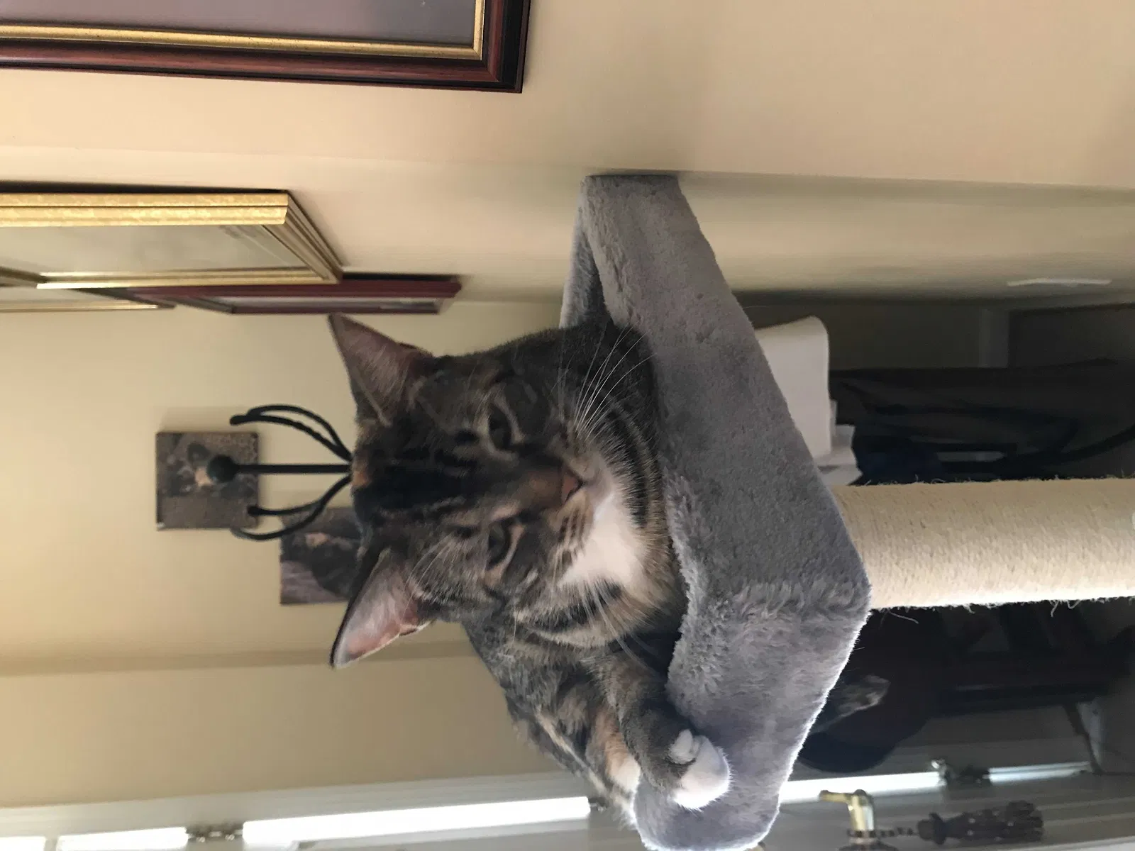 Lost cat in Poquoson, VA, 23662
