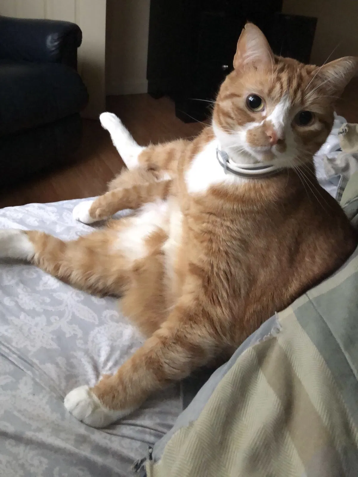 Lost cat in Eugene, OR, 97404