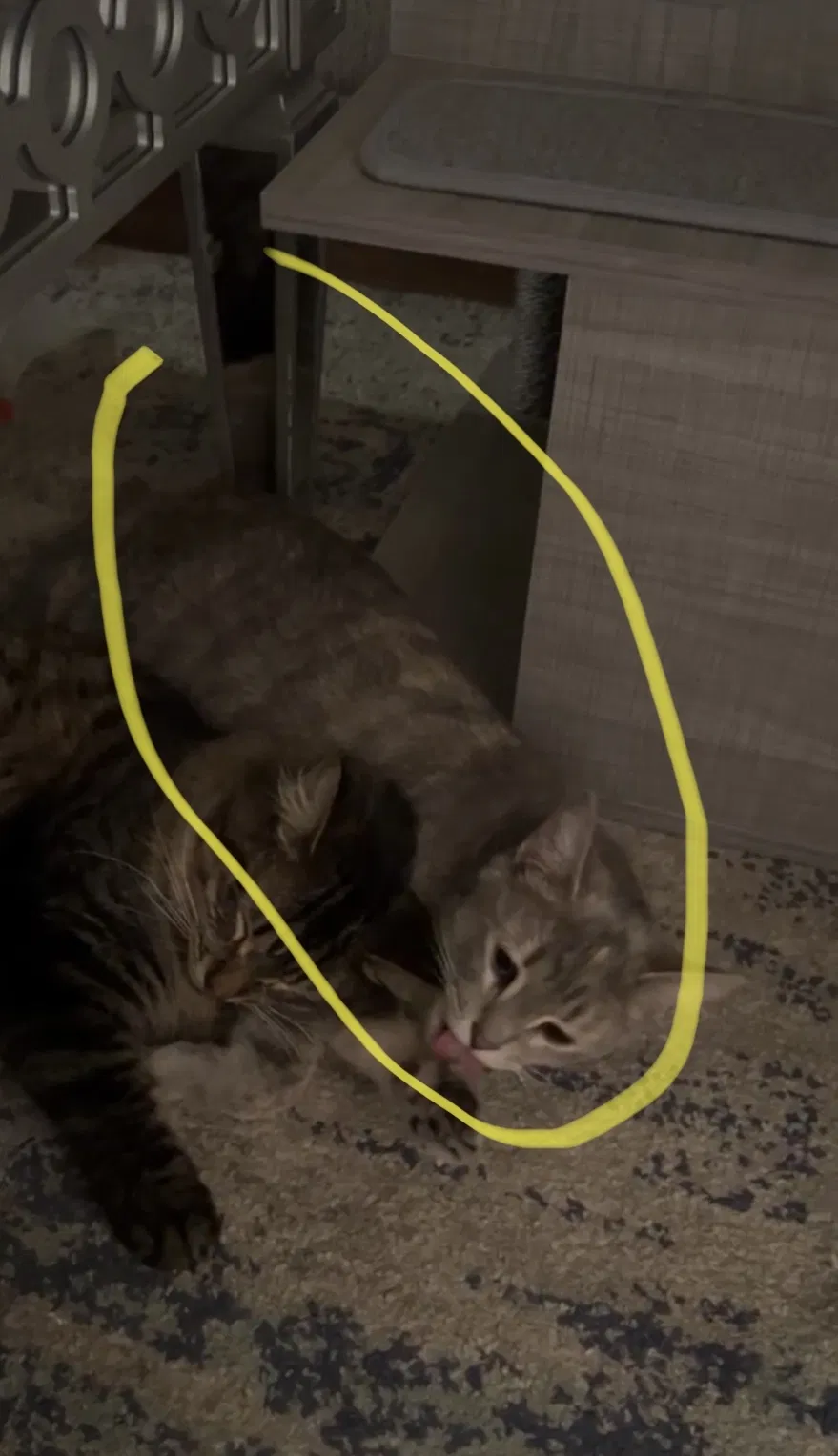 Lost cat in San Diego, CA, 92154